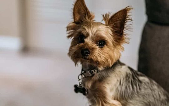 What is Yorkie Constipation?